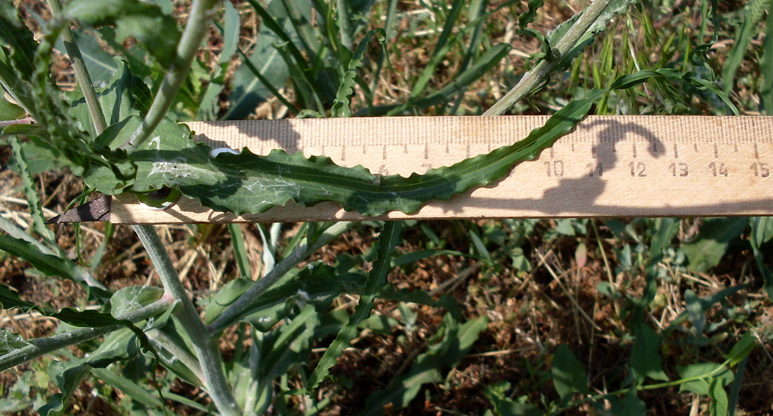 Image of Tragopogon dasyrhynchus specimen.