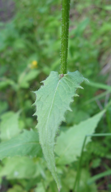 Изображение особи Crepis lyrata.