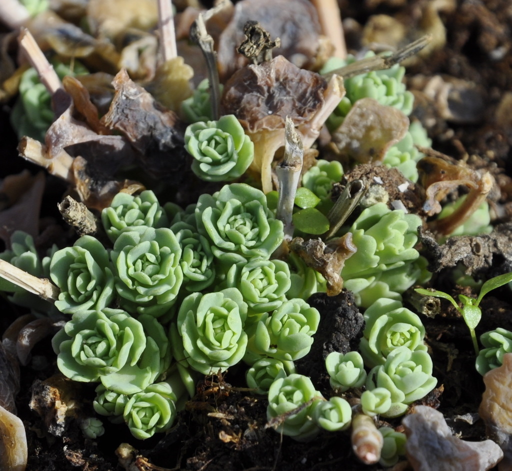 Изображение особи Hylotelephium sieboldii.