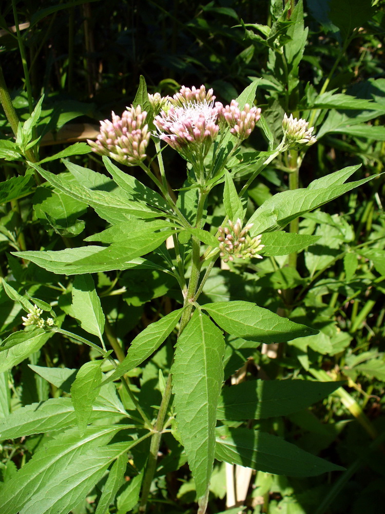 Image of Eupatorium cannabinum specimen.
