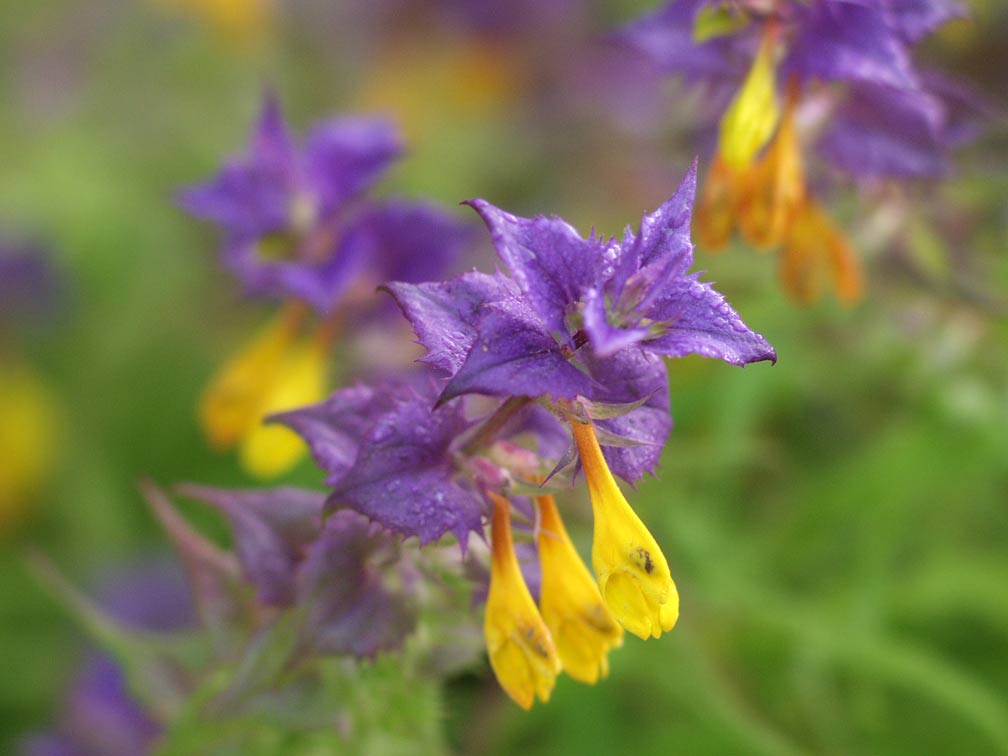 Image of Melampyrum nemorosum specimen.