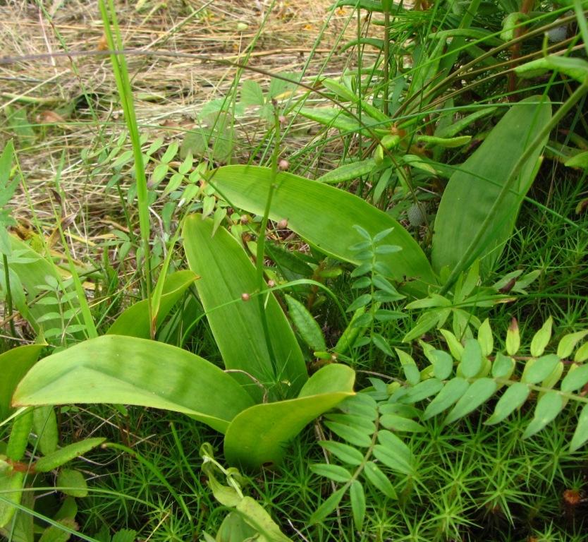 Image of Smilacina trifolia specimen.
