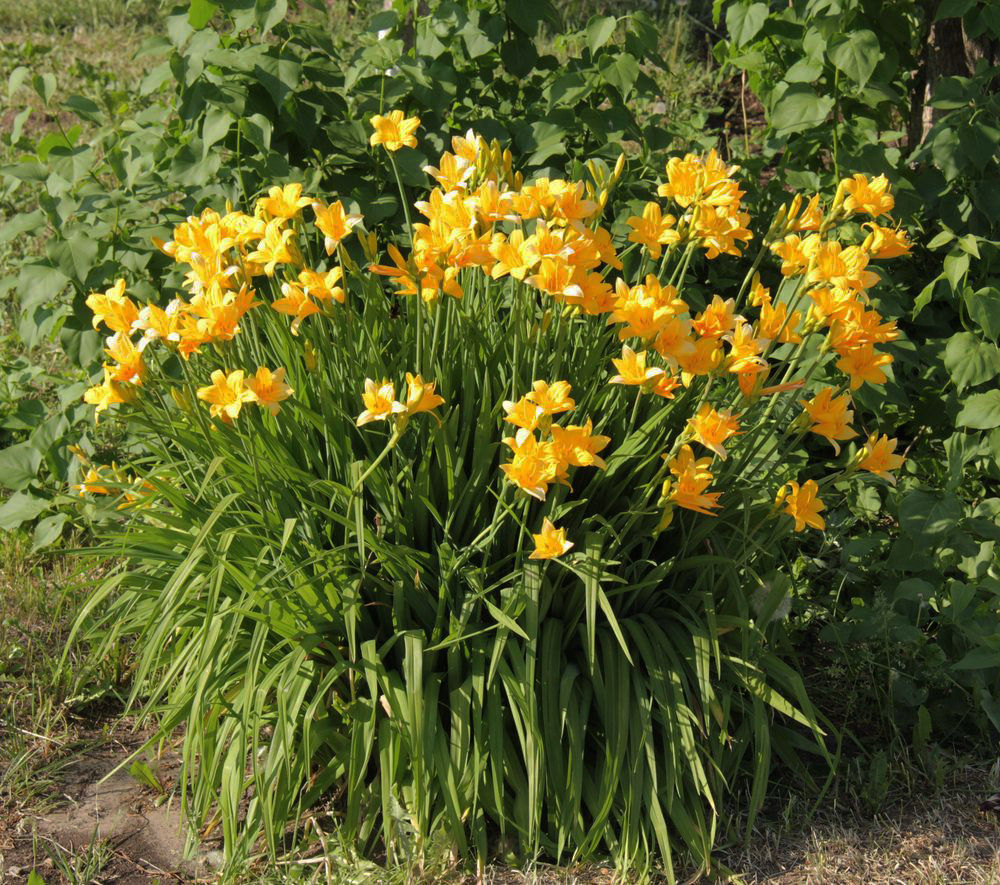 Image of Hemerocallis middendorffii specimen.