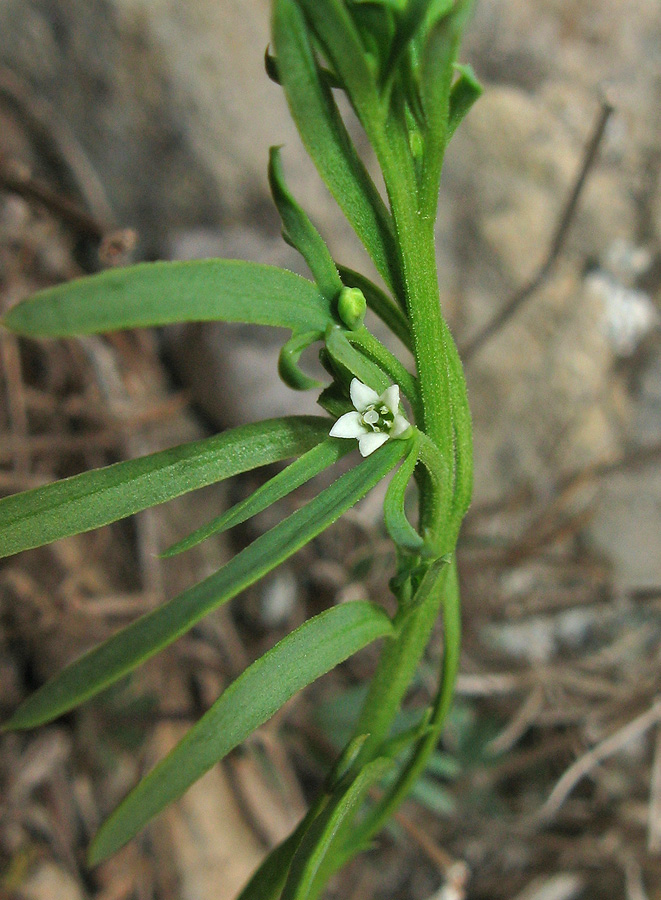 Image of genus Thesium specimen.