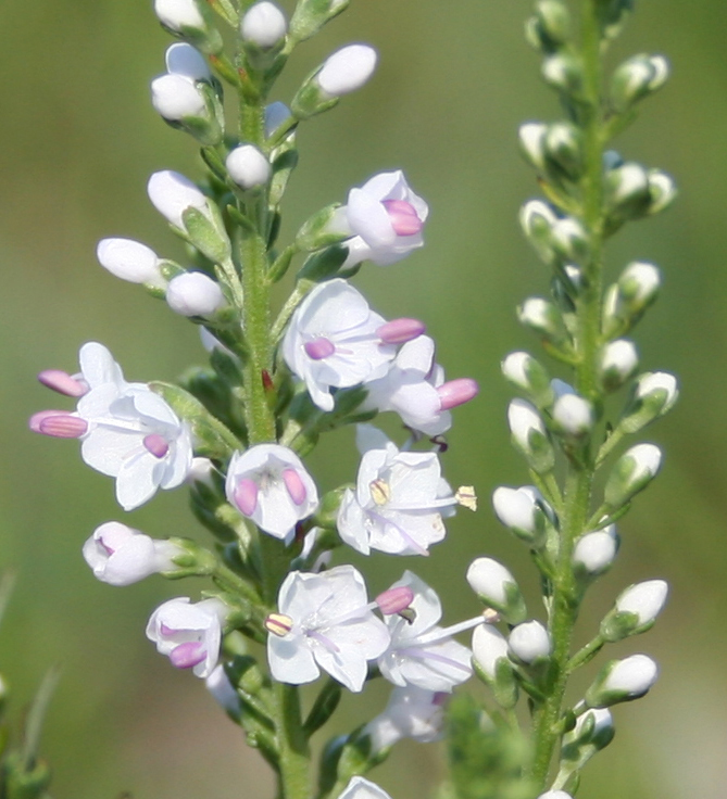 Изображение особи Veronica pinnata.