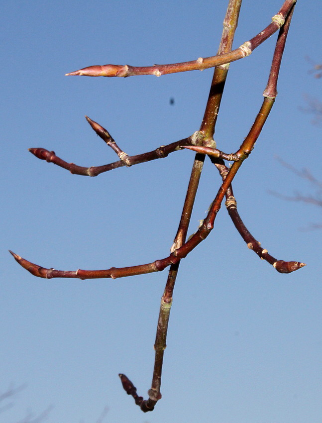 Image of Euonymus sanguineus specimen.