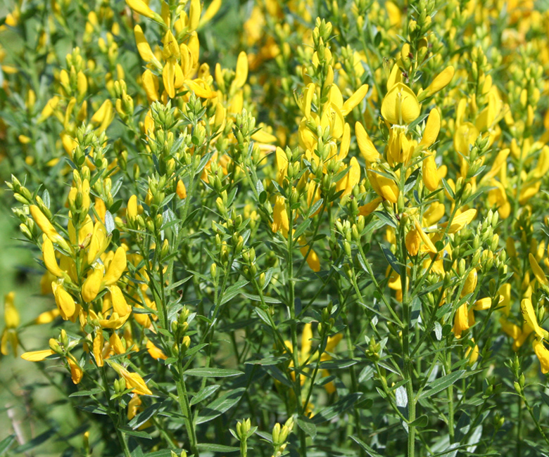 Image of Genista tinctoria specimen.