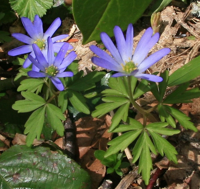 Изображение особи Anemone banketovii.