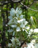 Amelanchier spicata. Соцветие. Ярославская обл., пос. Борисоглебский, берег р. Устье. 16 мая 2014 г.