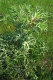 Eryngium campestre. Общий вид растения до начала цветения. Нидерланды, Северное море, остров Схирмонниког, приморский луг. Июнь 2007 г.