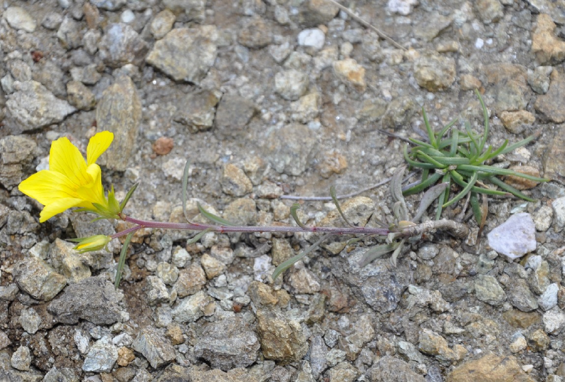 Изображение особи Linum elegans.