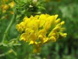 Medicago falcata. Соцветие. Украина, Львов, луговой склон южной экспозиции. 7 июня 2009 г.