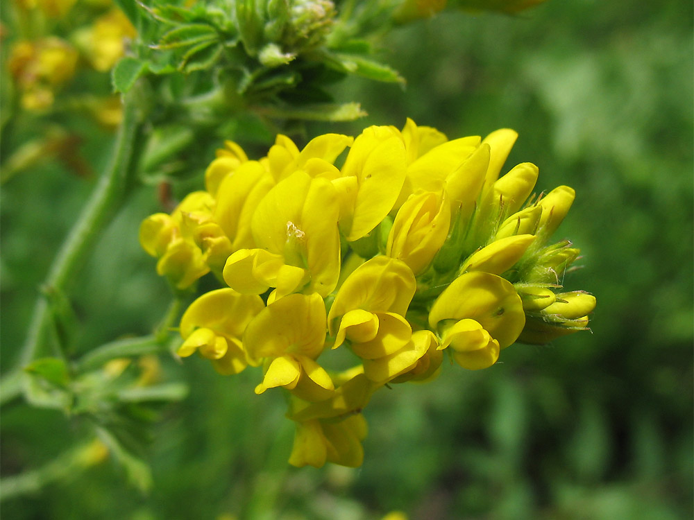 Image of Medicago falcata specimen.