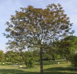 Ailanthus altissima. Взрослое растение. Германия, г. Дюссельдорф, Ботанический сад университета. 04.05.2014.