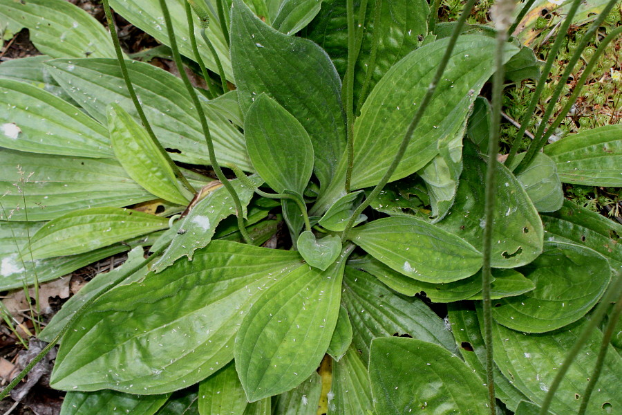 Image of Plantago media specimen.