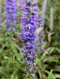 Veronica spicata. Нижняя часть соцветия. Германия, г. Дюссельдорф, Ботанический сад университета. 02.06.2014.