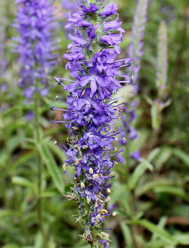 Image of Veronica spicata specimen.