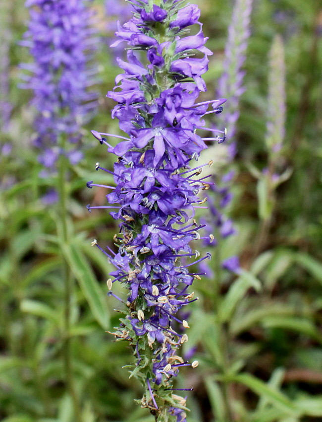 Изображение особи Veronica spicata.