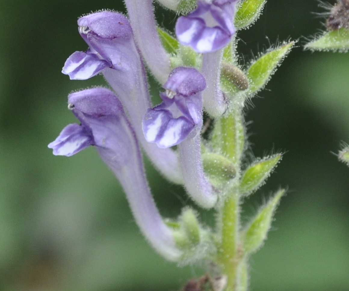 Изображение особи Scutellaria altissima.