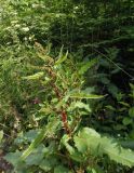 Rumex obtusifolius