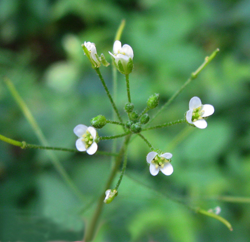 Image of Arabis pendula specimen.