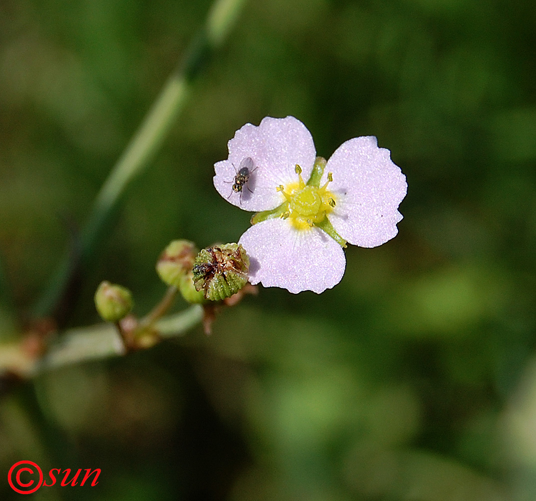 Image of Alisma plantago-aquatica specimen.