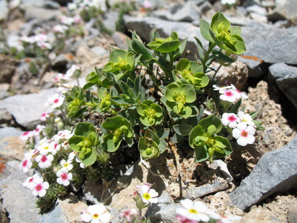 Изображение особи Euphorbia humilis.