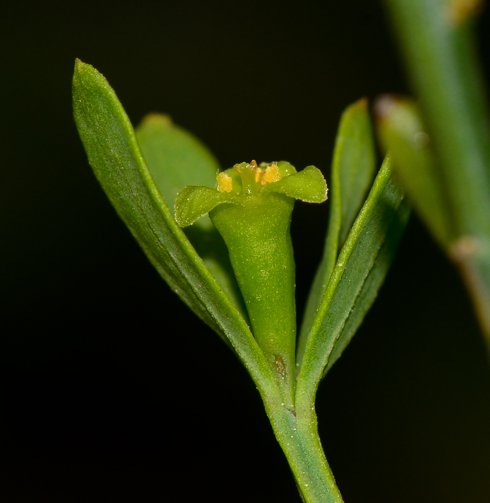 Image of Osyris alba specimen.