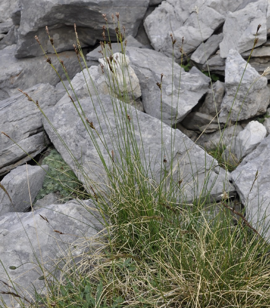 Изображение особи Carex kitaibeliana.