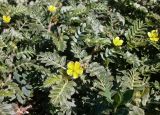 Tribulus terrestris