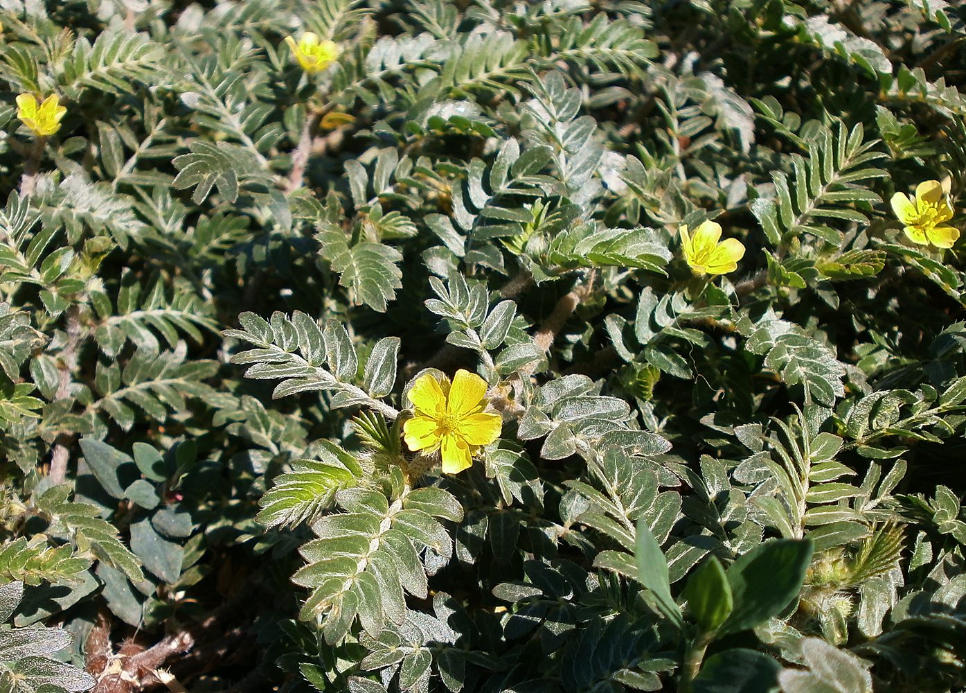 Image of Tribulus terrestris specimen.