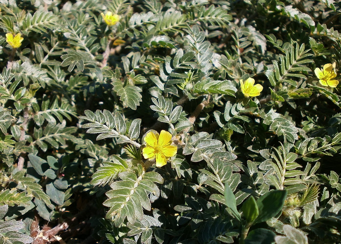 Изображение особи Tribulus terrestris.