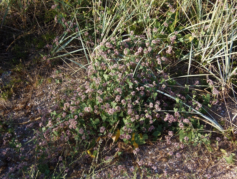 Image of Cynanchum acutum specimen.