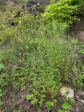 Epilobium pseudorubescens