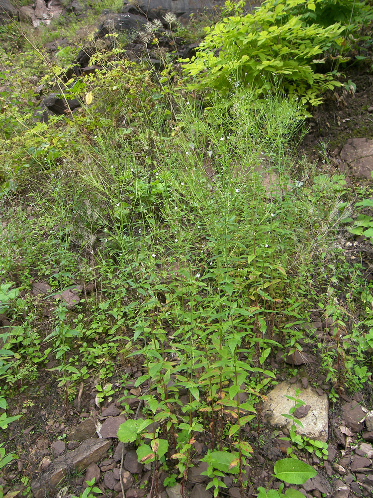 Image of Epilobium pseudorubescens specimen.
