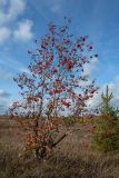 Sorbus aucuparia. Сбрасывающее листву плодоносящее растение на сухом суходольном лугу на известняке. Ленинградская обл., Волосовский р-н. 28.09.2014.