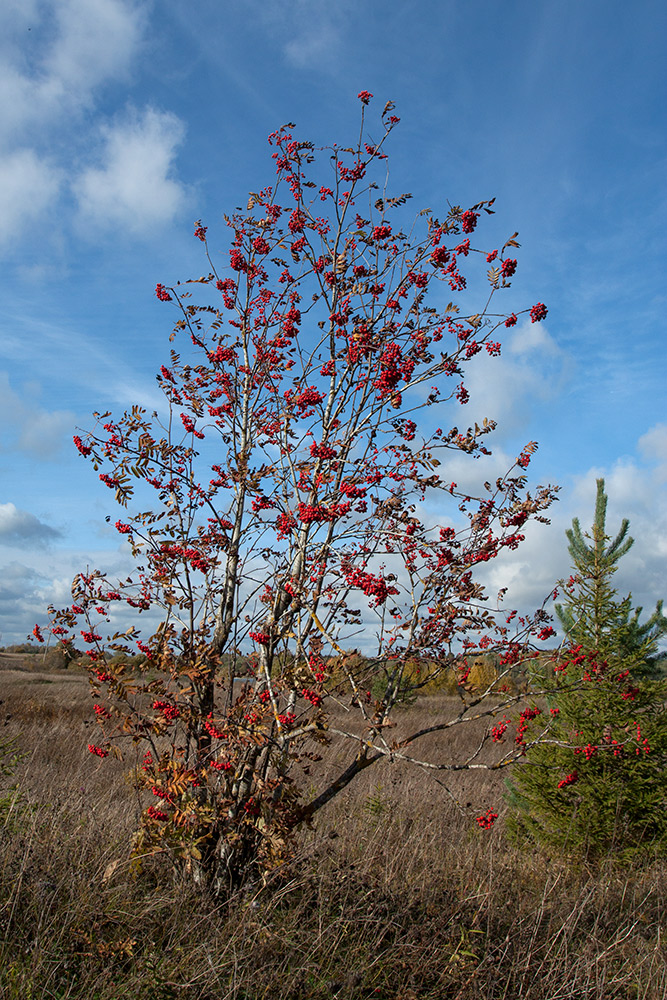 Image of Sorbus aucuparia specimen.