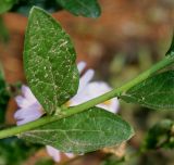 род Aster