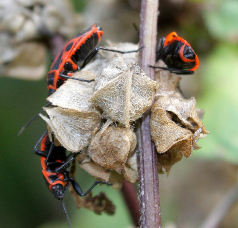 Image of Malva verticillata var. crispa specimen.