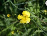 Ranunculus brevirostris