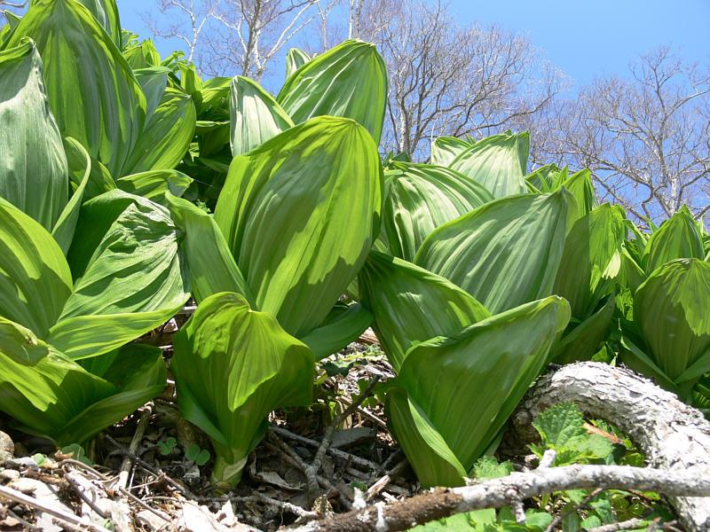 Изображение особи Veratrum oxysepalum.