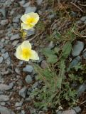 род Papaver. Цветущее растение в зоне альпийских лугов (около 2500 м н.у.м.). Горный Алтай, середина июля 2007 г.