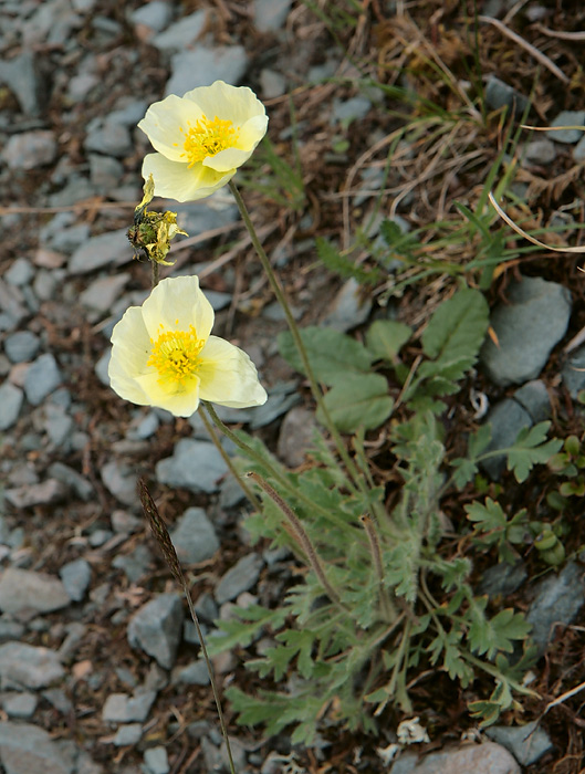 Image of genus Papaver specimen.