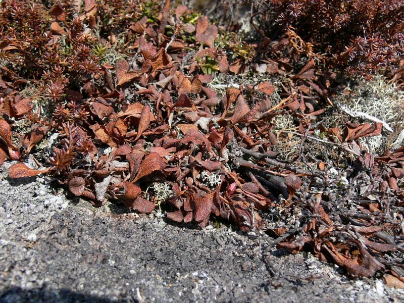 Изображение особи Vaccinium praestans.
