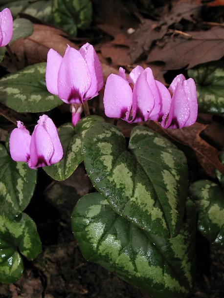 Image of Cyclamen elegans specimen.