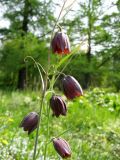 Fritillaria ruthenica. Верхушка цветущего растения. Москва, ботанический сад МГУ.