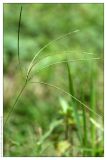 genus Digitaria