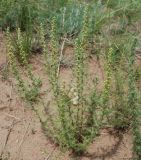 Neopallasia pectinata. Цветущее растение на степном склоне. Бурятия, окр. Улан-Удэ. 25.07.2009.