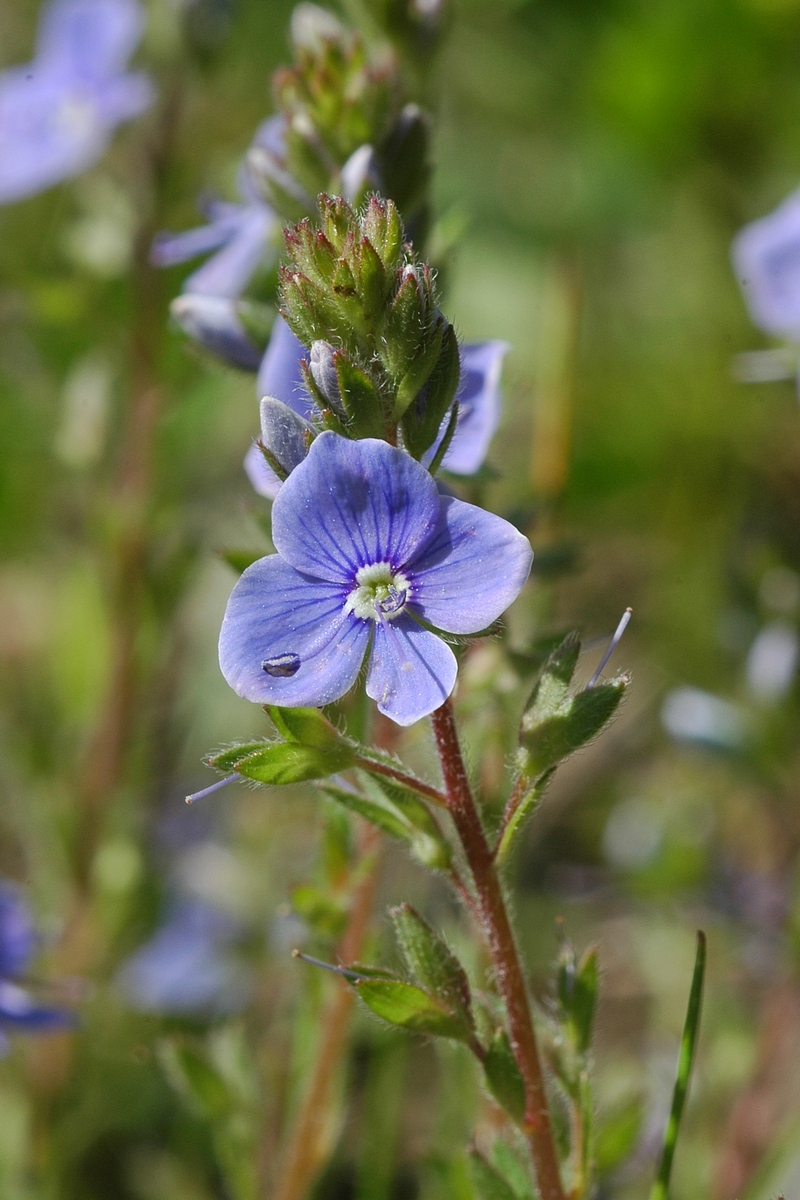 Image of Veronica chamaedrys specimen.