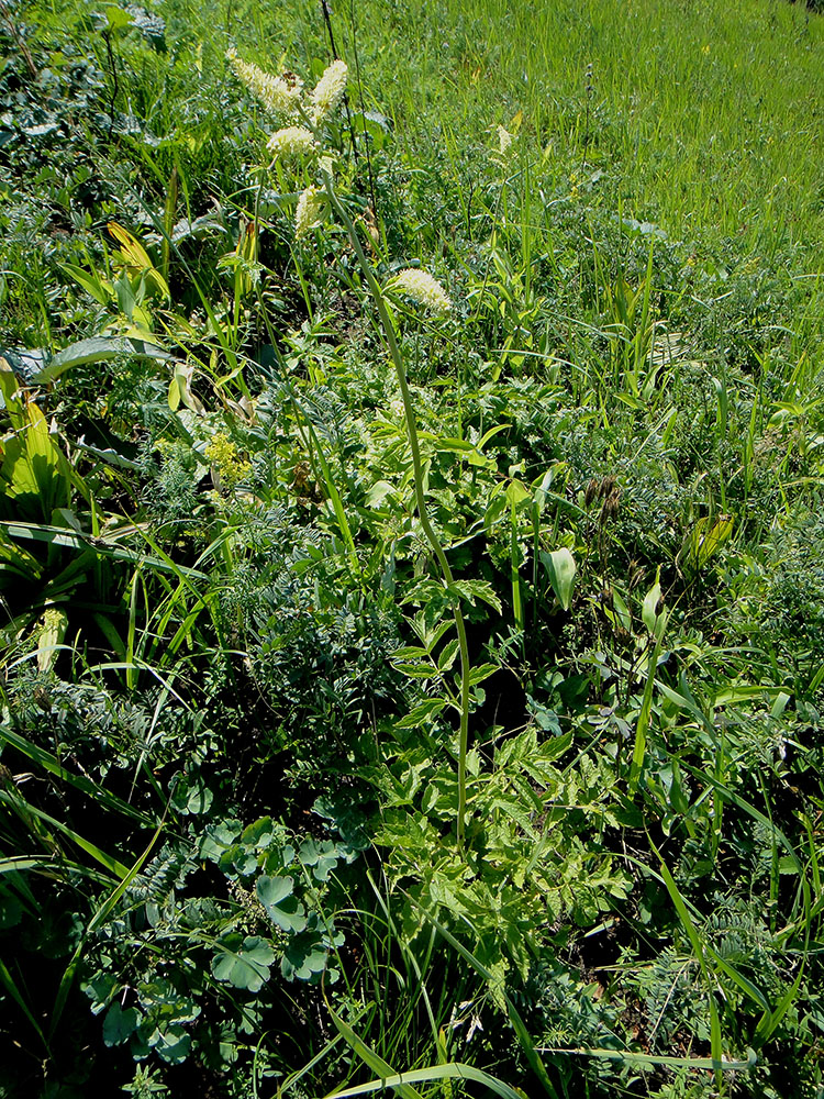 Image of Cimicifuga foetida specimen.